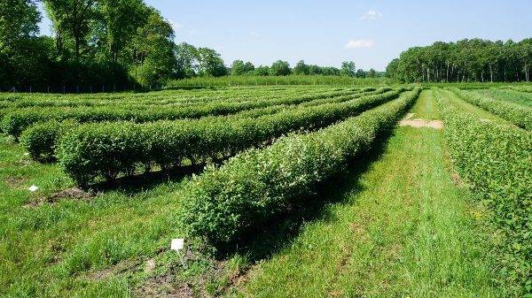 Plantation in Poland